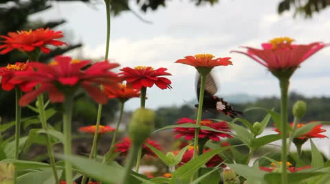 Back point butterfly Stock Footage 25914299