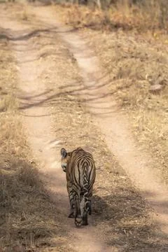 Back profile or view of Indian wild female bengal tiger or panthera tigris Foto stock
