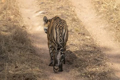 Back profile or view of Indian wild female bengal tiger or panthera tigris Foto stock