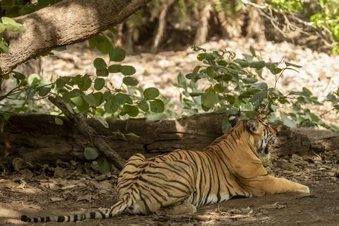 Back profile stripe pattern of wild female bengal tiger tigress panthera tigris Foto stock