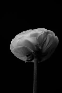 Back of the ranunculus Stock Photos