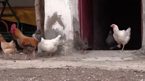Back rear view of man feeds street dogs Stock Footage 148858732
