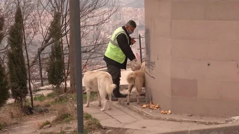 Back rear view of man feeds street dogs Video stock 148859197