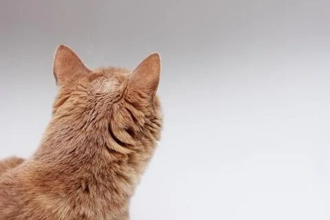 The back of the red cat's head close-up Stock Photos