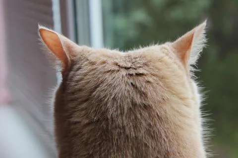 The back of the red cat's head, looking out the window. Stock Photos