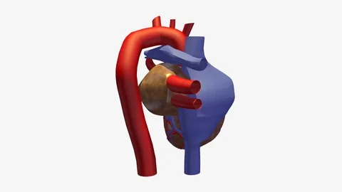 BACK RIGHT VIEW OF HEART BEATING ANIMATION Vídeos de archivo 73829165