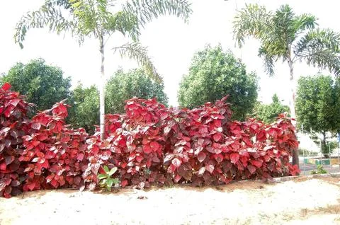 Back round of read leaf trees Stock Photos