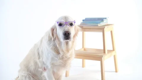 Back to schoo - funny video, beautiful dog with a wearing glasses posing in the Stock Footage 101461755