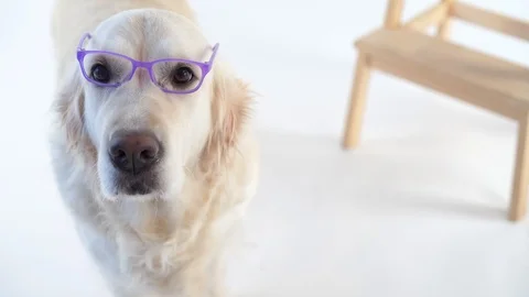 Back to schoo - funny video, beautiful dog with a wearing glasses posing in the Stock Footage 101462046