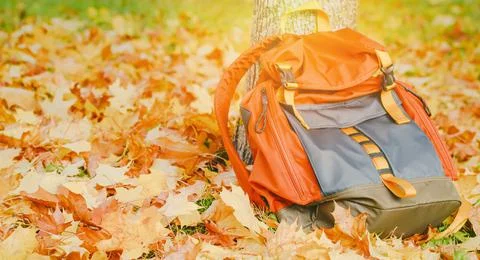 Back to school. Backpack with autumn fallfoliage in the park. Stock Photos