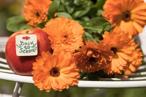 Back to School  Concept. Red Apple and Bouquet of Orange Flowers are on White 스톡 사진