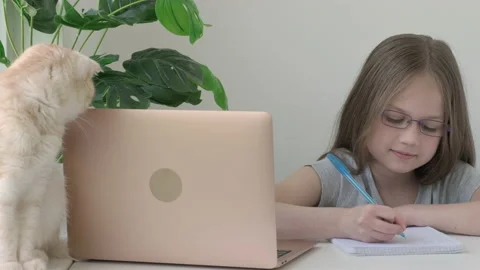 Back to school. Distance learning concept. Cat sitting next to child Stock Footage 200937593