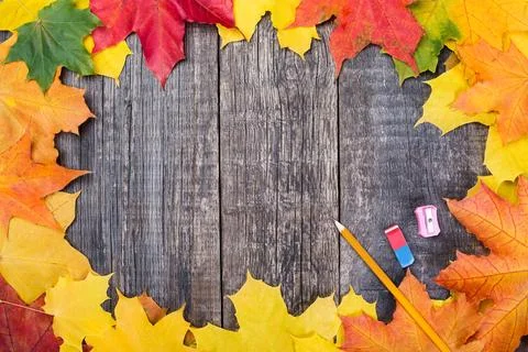 Back to school. Education tools on maple leaves Foto stock