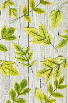 Back to school. Flatlay background. Table with autumn leaves. Foto stock