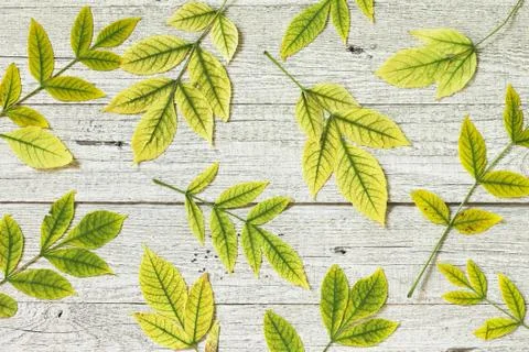 Back to school. Flatlay background. Table with autumn leaves. Stock Photos