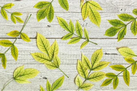 Back to school. Flatlay background. Table with autumn leaves. Foto stock