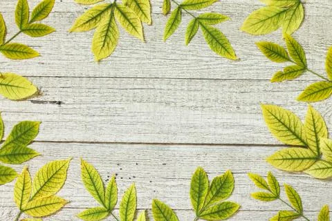 Back to school. Flatlay background. Table with autumn leaves. Foto stock