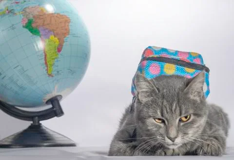 Back to school gray tabby-colored cat with orange eyes and a blue backpack li Stock Photos