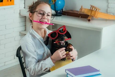 Back to school idea concept with funny dog holding pencil. Smart and clever dog Stock Photos