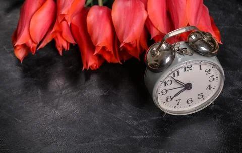Back to school. Knowledge, Teacher's Day. Bouquet of red tulips and alarm clo 写真素材