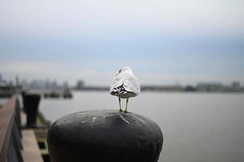 Back of a Seagull Stock Photos