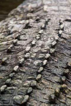 Back shell of wild crocodile croc hard shells Stock Photos