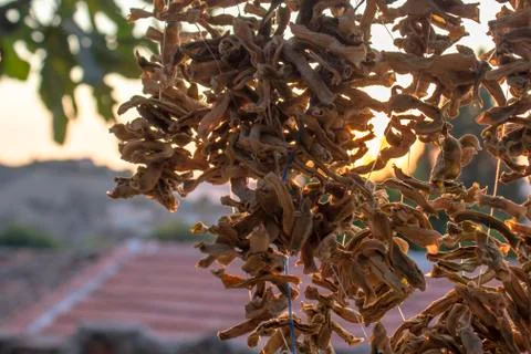 Back shoot of dried string beans hanged on rope at sunset time in Turkey Stock-Fotos