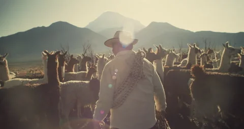 Back shot of Alpaca Shepherd Stock Footage 270913881