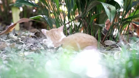 Back Shot of A Bicolor Cat Scratching Itself Stock Footage 333871767