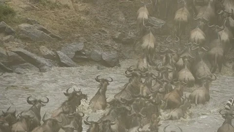 Back shot of a big group of wildebeest during the migration in the Mara. Stock-Footage 332409670