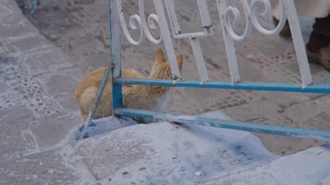 Back shot of cat in blue city of Chefchaouen Morocco Stock Footage 265495205