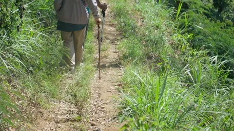 Back shot of an elderly man and woman walking along a footpath in a forest. Stock Footage 345143036