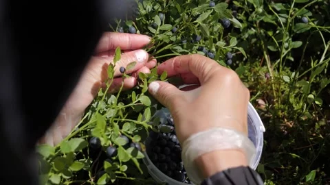 Back shot of female picking up wild organic blueberries from a bush in the Stock Footage 138908439