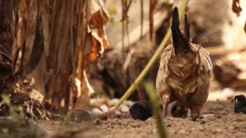 Back shot of a hen feeding at a backyard Stock Footage 172084031