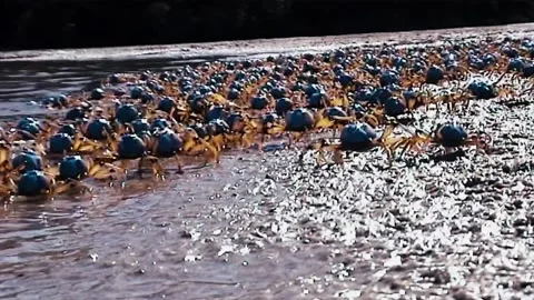 Back-Shot of Soldier Crabs Stock Footage 244687608
