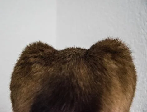 Back of a siam Stock Photos