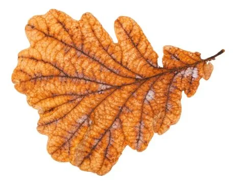 Back side of autumn rotten leaf of oak tree Stock Photos
