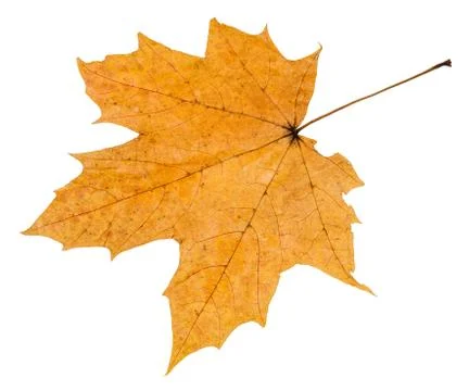 Back side of autumn rotten leaf of maple tree Stock Photos