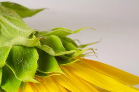 Back side of bright yellow sunflower. Floral background. Stock Photos