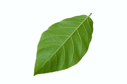 Back side of carpathian walnut leaf isolated on white background Stock Photos
