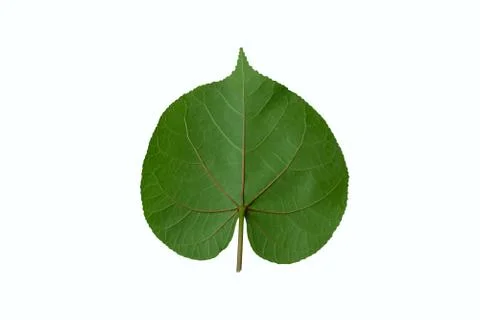 Back side of chingma lantern leaf isolated on white background Stock Photos