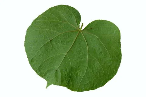 Back side of chingma lantern leaf isolated on white background Stock Photos