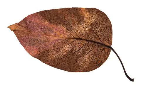 Back side of decayed autumn leaf of apple tree back side of decayed autumn... Stock Photos
