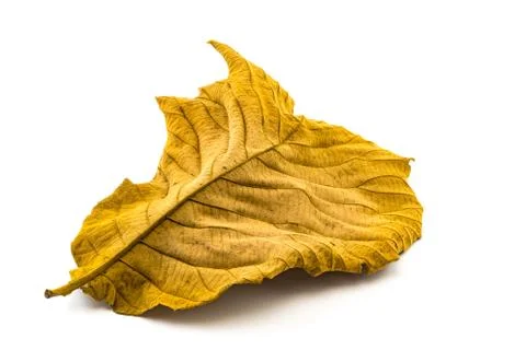 Back side of Dry Teak Leaf texture 스톡 사진