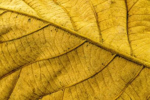 Back side of dry teak leaf texture closeup background Back side of dry tea... 스톡 사진
