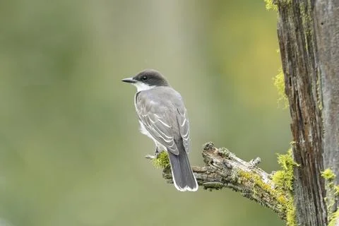 Back side of an eastern kingbird. Stock Photos