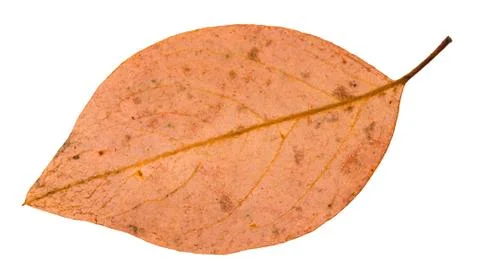 Back side of fallen pink leaf of apple tree Stock Photos