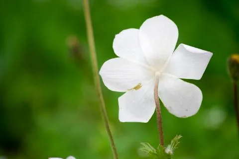 Back side of Flower, front of blurred background Stock Photos