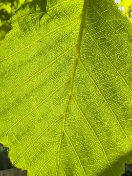 Back side of fresh green leaf of alder tree iluminated by sun light Stock Photos