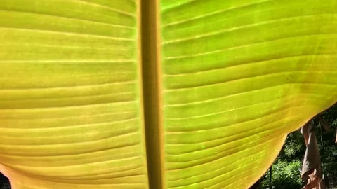 Back Side Glowing Banana Leaf  Video stock 236875302